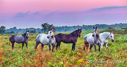 Five Horses At Sunrise_P1170956-8.jpg - Photographed near Eastons Corners, Ontario, Canada.